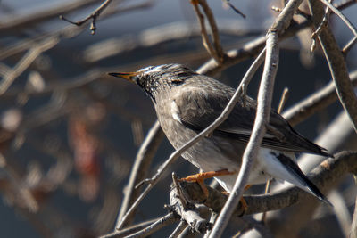 Close-up of bird perching on branch