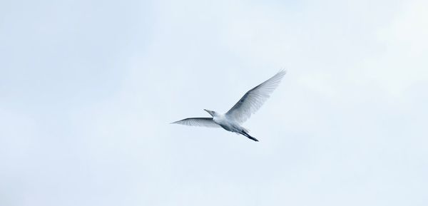 Low angle view of bird flying in sky