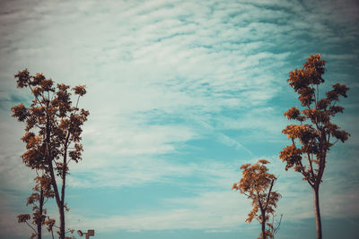 Low angle view of tree against sky