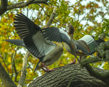 Low angle view of birds flying