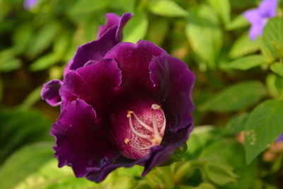 Close-up of purple flower blooming outdoors