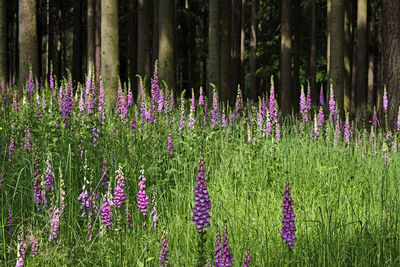 Purple flowering plants on field