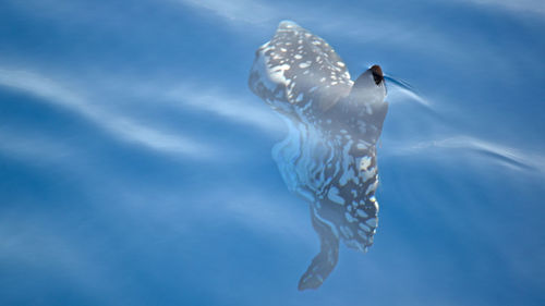 View of birds swimming in sea