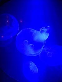 Close-up of jellyfish swimming in sea