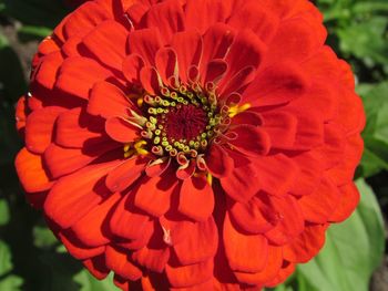 Close-up of red flower