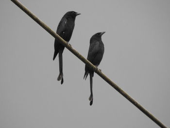 Low angle view of birds perching on power line