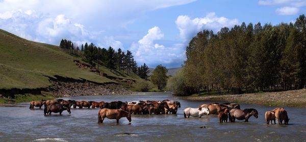 Horses on a land