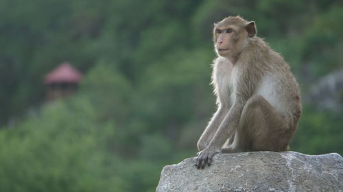 Lion looking away while sitting on rock