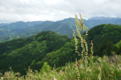 Close-up of plant on land against sky