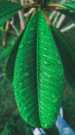 Close-up of wet leaves