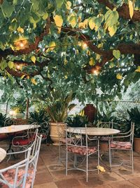 Table and chairs on floor against trees