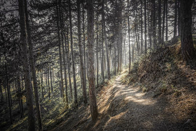 View of pine trees in forest