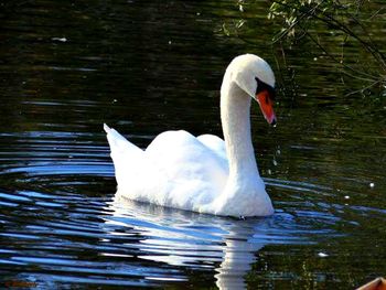 Swan swimming in water