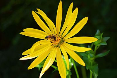 Close-up of yellow flower