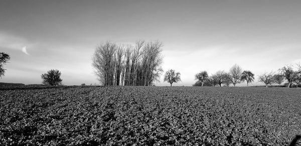 Trees on field against sky