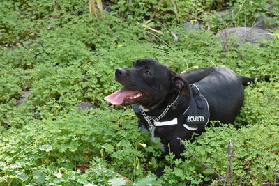 Black dog lying on land