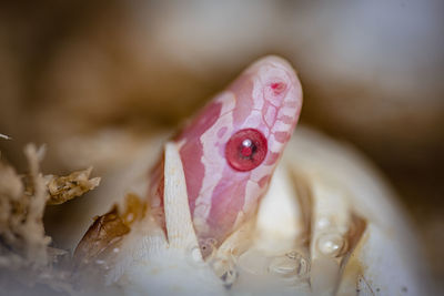 High angle view of pink roses on table