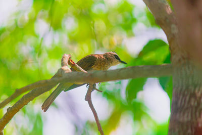 Bird perching on a branch