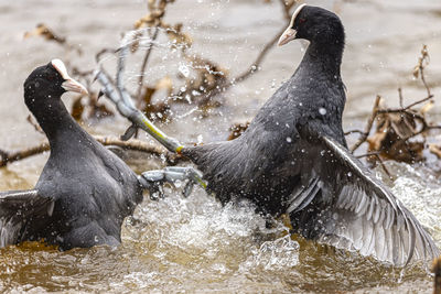 View of birds in water