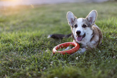 Portrait of dog on field