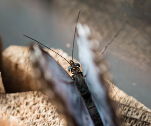 Close-up of damselfly on leaf