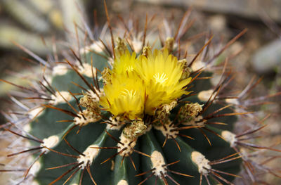 Close-up of yellow flowering plant