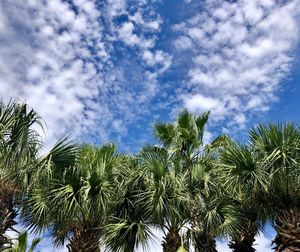 Low angle view of coconut palm trees against sky