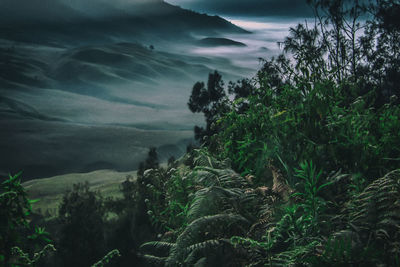 Scenic view of tree mountains against sky