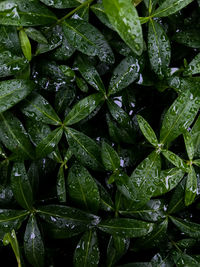 Close-up of wet leaves on plant during rainy season