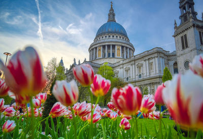 Tulips in front of building