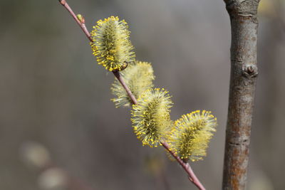 Close-up of flowering plant