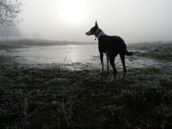 Dog standing on field against sky