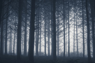 Dark and ominous forest of conifers