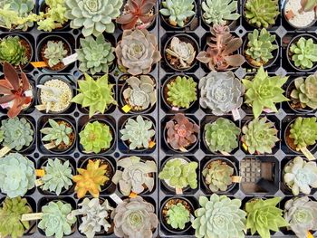 Close-up high angle view of cactus plants