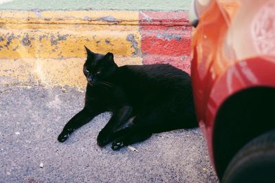 Black cat sitting outdoors