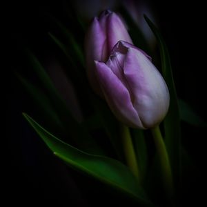 Close-up of purple tulip