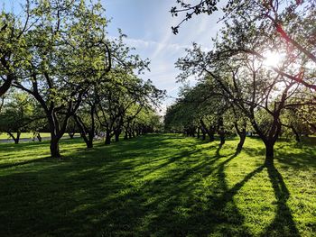 Trees in park against sky