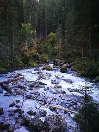 Scenic view of forest