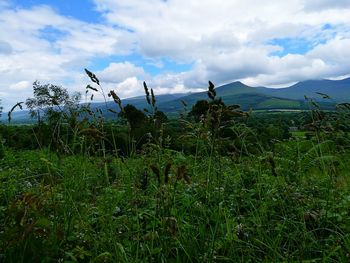 Scenic view of grassy field against cloudy sky