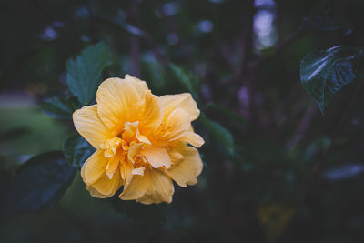 Close-up of yellow rose flower