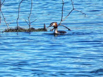 Duck swimming in a lake