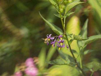 Close-up of purple flowering plant