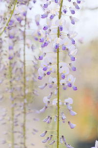 Close-up of purple flowering plants