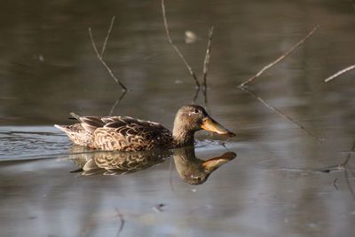 Close-up of duck swimming in lake