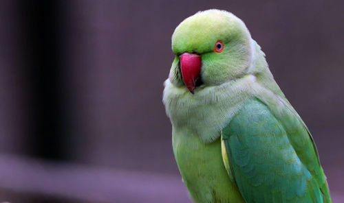 Close-up of parrot perching