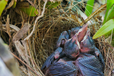 Three birds in a nest on a tree with leaves covered