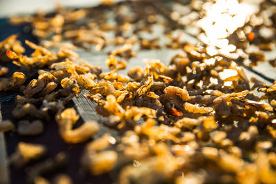 Close-up of dry leaves