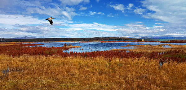 Bird flying over lake against sky