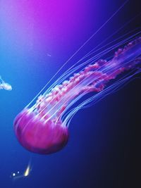 Close-up of jellyfish against blue background