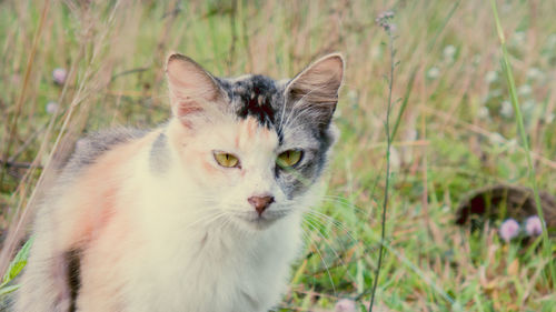Portrait of a cat on field
